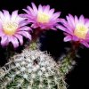 echinocereus_pulchellus